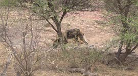 A lone Wild Dog calling, then moving off