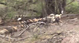 Wild Dog pups play-fighting - several ganging up on one pup