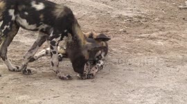 An African Wild Dog pup playing with a thorny Acacia twig