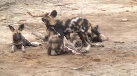 Two African Wild Dog pups play-fighting while two others look on