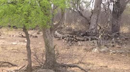 An African Wild Dog pack moving quietly through bush, sniffing
