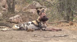An adult African Wild Dog lying bloody after hunting and calling