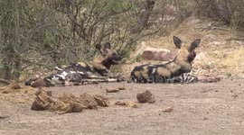 Wild Dogs lying bloody after hunting near dry Elephant dung