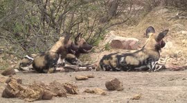 Wild Dogs lying bloody after hunting near dry Elephant dung – closer view