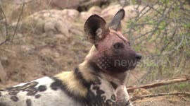 An adult African Wild Dog lying bloody after hunting - head detail