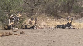 Four adult African Wild Dogs lying alert after hunt – listening to another calling in the bush