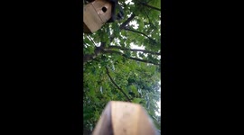 Great tit feeding their young. Slow motion .