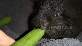 Black Guinea Pig Enjoying a Mini Cucumber