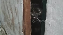 Cat expression when caught hidden in the warehouse