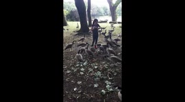 Feeding ducks