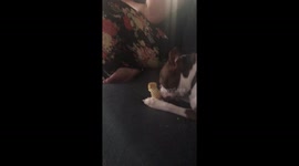 Sonny the Boston Terrier eating ice cream