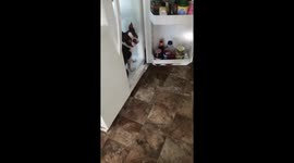When you A/C don’t work dog stays cool