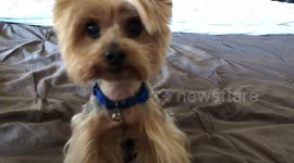 3 pound Yorkie shows his humans how to scratch an Itch!