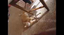 Talking Cat Saved My Life