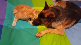 Odi et amo I