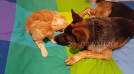 Odi et amo II