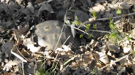 how turtles makes babies