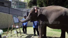 Elephant that can paint in Japan is hugely popular