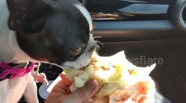 Cheating day be like...