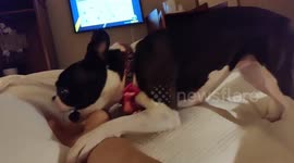 Crazy Boston Terrier