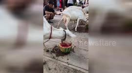 Chinese farmer treats goats to half a watermelon each as temperatures soar