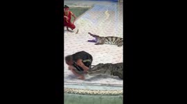Crocodile bites trainer's arm in front of horrified spectators