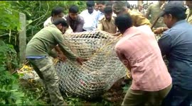 Trapped leopard tries to attack rescue official