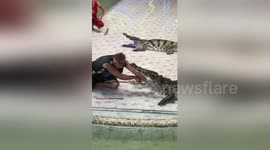 Crocodile bites trainer's arm in front of horrified spectators
