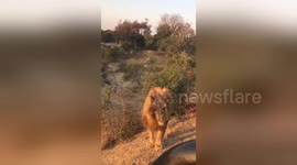 Lion roams around jeep just few inches from tourists