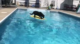 Dog fetches ball from pool – without getting wet