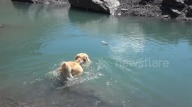 Dog swims to clean lake of trash