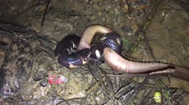 Snake caught on camera swallowing entire eel