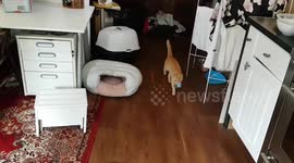 Cat thinks it's a dog and plays Fetch