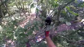 This is the moment a cat attacked a tree surgeon who climbed a tree to save it - leaving him in hospital for five days