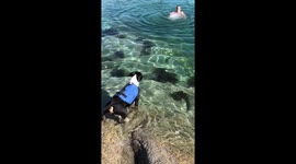 Puppy panics when owner goes for a swim in the sea