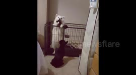 Newsflare Edit - Puppy sharing toy