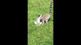 Frisky Lemurs