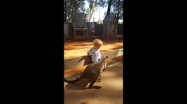 kangaroo