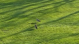 strange birds in residence