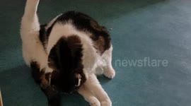 cat is cleaning