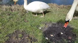 give family swan food
