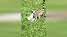 Lemur is too curious about his buddy’s intimate parts