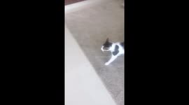 If you’re happy and you know it say meow!