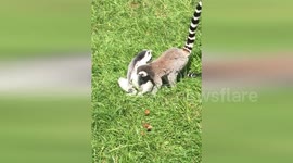 Newsflare Edit - Lemur is too curious about his buddy’s intimate parts
