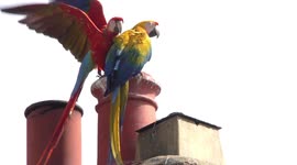 Macaw pet parrots flying wild and free in Cumbria