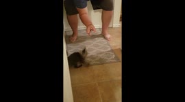 This cat plays fetch like a dog