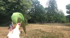 Wild Parakeets in Hyde Park