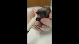 Baby hedgehog being fed in animal hospital