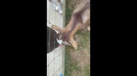 Piggy goat eating ladies skirt