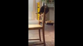 Ninja Kitten founds best place on earth to play with his tail.